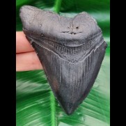 10.9 cm blue - black tooth of megalodon