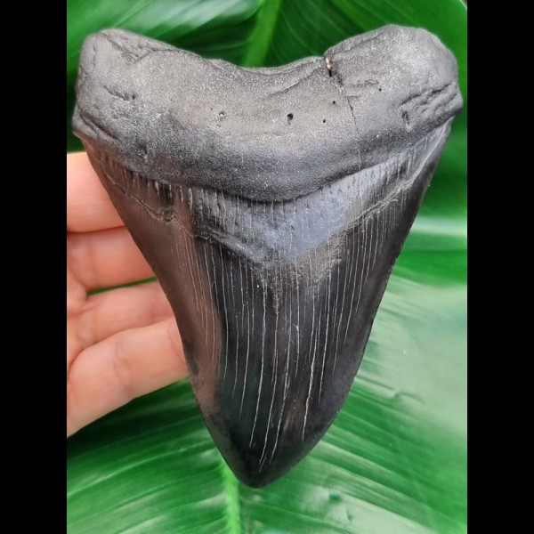 11,9 cm black massive tooth of megalodon