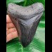 11,9 cm black massive tooth of megalodon