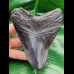11,9 cm black massive tooth of megalodon