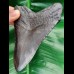 11,9 cm black massive tooth of megalodon