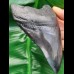 11,9 cm black massive tooth of megalodon