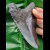 11,9 cm black massive tooth of megalodon