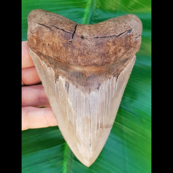 12,6 cm rasiermesserscharfer Zahn des Megalodon