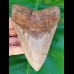 12,6 cm rasiermesserscharfer Zahn des Megalodon