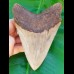 12,6 cm rasiermesserscharfer Zahn des Megalodon