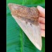 12,6 cm rasiermesserscharfer Zahn des Megalodon