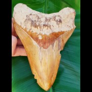 15,4 cm impressive sharp tooth of megalodon from Bali