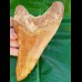 15,4 cm impressive sharp tooth of megalodon from Bali