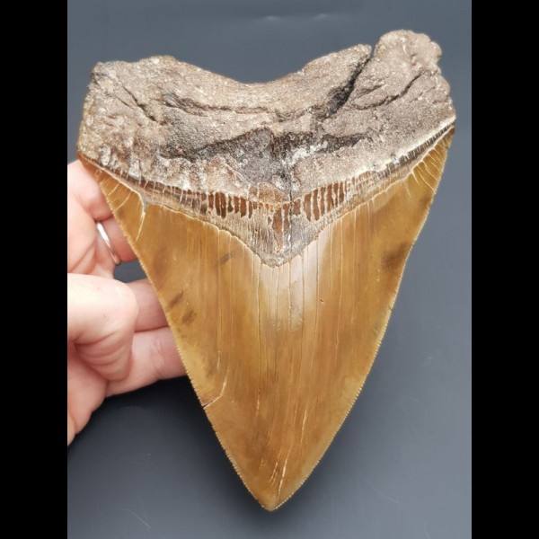 15,5 cm fantastischer brauner Zahn des Megalodon (Restauriert)