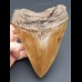 15,5 cm fantastischer brauner Zahn des Megalodon (Restauriert)
