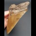 15,5 cm fantastischer brauner Zahn des Megalodon (Restauriert)