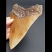 15,5 cm fantastischer brauner Zahn des Megalodon (Restauriert)