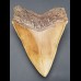 15,5 cm fantastischer brauner Zahn des Megalodon (Restauriert)