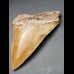 15,5 cm fantastischer brauner Zahn des Megalodon (Restauriert)