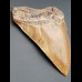 15,5 cm fantastischer brauner Zahn des Megalodon (Restauriert)