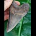 9,9 cm rasiermesserscharfer Zahn des Megalodon aus den USA