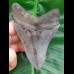 10.5 cm large, pointed tooth of Megalodon with sharp serration