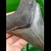 10.5 cm large, pointed tooth of Megalodon with sharp serration