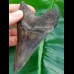 10.5 cm large, pointed tooth of Megalodon with sharp serration