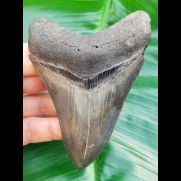 10.5 cm large, pointed tooth of Megalodon with sharp serration