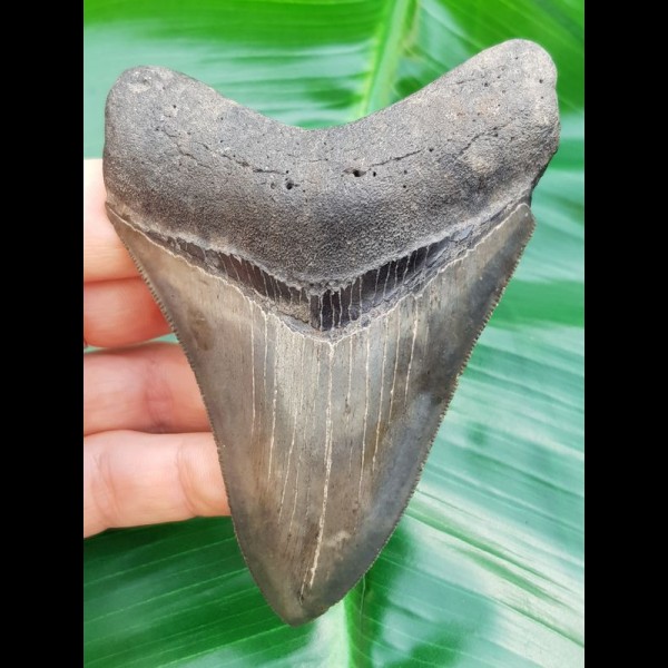 10.5 cm large, pointed tooth of Megalodon with sharp serration