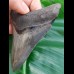10.5 cm large, pointed tooth of Megalodon with sharp serration