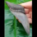 10.5 cm large, pointed tooth of Megalodon with sharp serration
