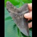 10.5 cm large, pointed tooth of Megalodon with sharp serration