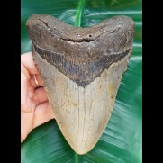 14,0 cm großer, massiver Zahn des Megalodon