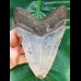14,0 cm großer, massiver Zahn des Megalodon
