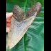 14,0 cm großer, massiver Zahn des Megalodon