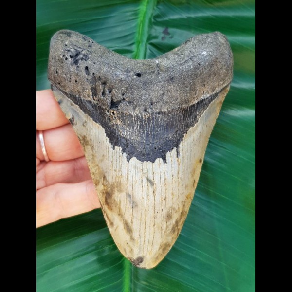 12,9 cm großer symmetrischer Zahn des Megalodon