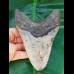12,9 cm großer symmetrischer Zahn des Megalodon