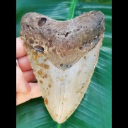 12,0 cm großer Zahn des Megalodon 