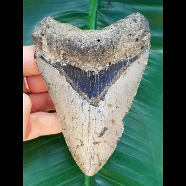 11,6 cm großer Zahn des Megalodon