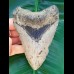 11,6 cm großer Zahn des Megalodon
