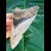 11,6 cm großer Zahn des Megalodon