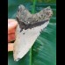 11,6 cm großer Zahn des Megalodon