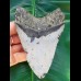 11,6 cm großer Zahn des Megalodon
