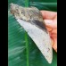11,6 cm großer Zahn des Megalodon