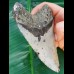 11,6 cm großer Zahn des Megalodon