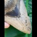 11,6 cm großer Zahn des Megalodon