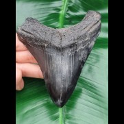 11,7 cm schwarzer Zahn des Megalodon mit Zahnung
