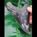 11,7 cm schwarzer Zahn des Megalodon mit Zahnung