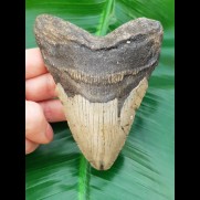 11,5 cm Zahn des Megalodon mit sehr breiter Wurzel