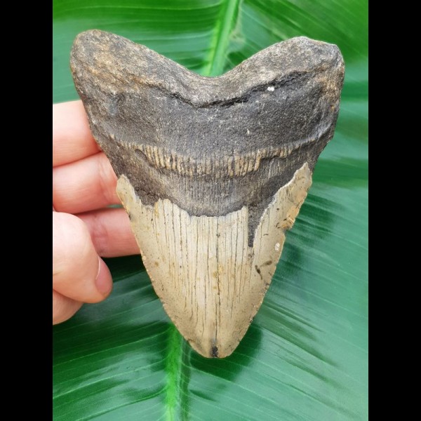 11,5 cm Zahn des Megalodon mit sehr breiter Wurzel