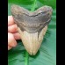 11,5 cm Zahn des Megalodon mit sehr breiter Wurzel