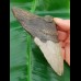 11,5 cm Zahn des Megalodon mit sehr breiter Wurzel