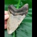 10,3 cm grauer Zahn des Megalodon